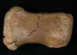 Hadrosaurid Finger Bone #14790-1